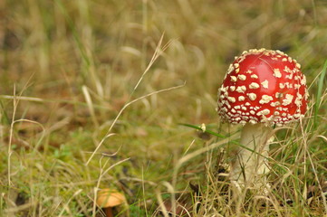 red toadstool mushroom in the forest while, inedible, poisonous