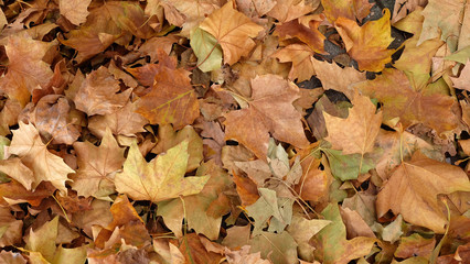 Brown and yellow dried plane tree or sycamore leaves on the ground in autumn