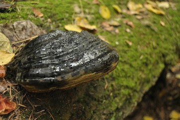 Mushrooms on a tree trunk, a hub, a parasite