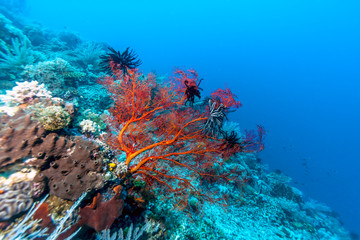 Fototapeta na wymiar Underwater Bali Indonesia