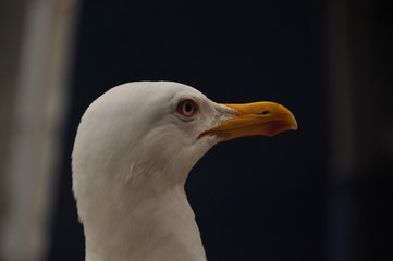 Roman gull, in the port of Venice. Portrait of an adult bird.