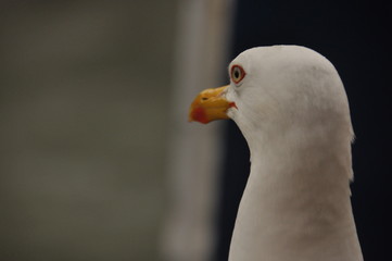 Roman gull, in the port of Venice. Portrait of an adult bird.