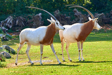 Scimitar-Horned Oryx (Oryx dammah)