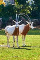 Scimitar-Horned Oryx (Oryx dammah)