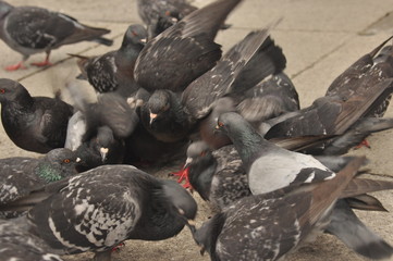 Fototapeta premium Pigeons donated to St. Mark's Square in Venice
