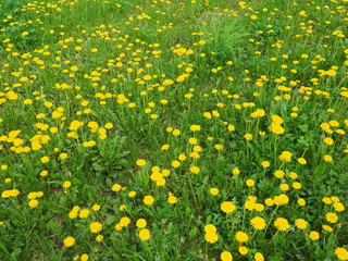 Yellow flower field of dandelions