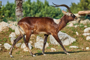 The Nile lechwe antelope