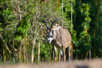 Naklejka na ściany i meble Roan Antelope (Hippotragus equinus)