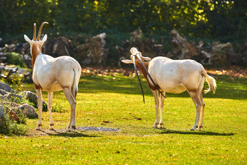 Scimitar-Horned Oryx (Oryx dammah)