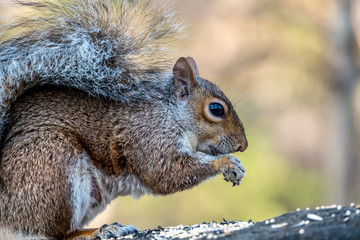 Eastern Grey Swuirrel in winter