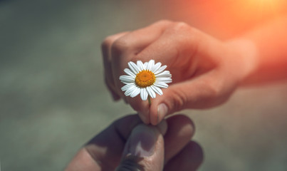  hand giving wild flower with love at sunset. beautiful background