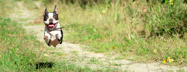 Boston Terrier happily runs in a jump along a forest path in the summer, in sunny weather. banner