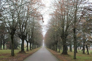 ETANGS ET FORETS DE LA DOMBES - AIN - FRANCE