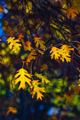 Autumn Leaves Changing Colors In A Tree