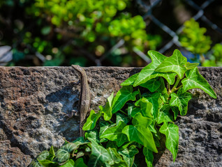 Eidechse klettert auf einer Mauer im Sommer