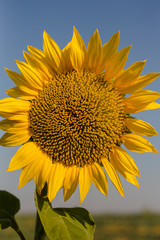 Sunflower Flower Blossom. Sun flower Field during sunset hour. Insects feed on nectar on a flower.