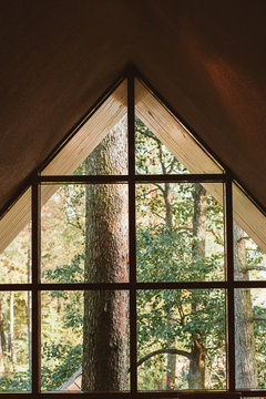 Fototapeta Pine forest through the window