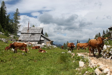 Slowenien Alm