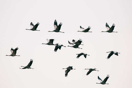 Migration - Fifteen Common Cranes Flying South
