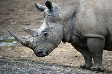 Rhinoceros closeup
