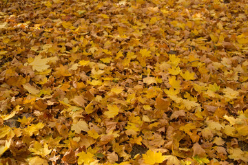 Field of maple leaves. Autumn carpet. Trees threw off foliage.