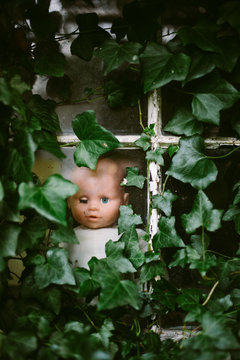 A face at the window. A child's doll at the ivy clad window of a derelict building.
