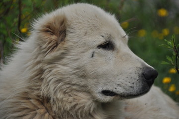 Shepherd dog lying on the meadow and guarding the herd. Dangerous race.
