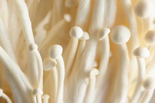Enoki Mushrooms in Closeup