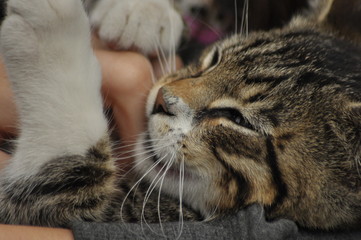 Fototapeta na wymiar Small kitten sitting on a girl's lap. Stroking and hugging mascot, pet.