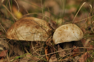 Edible mushrooms. Boletus growing in the forest