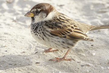 Haussperling (Passer domesticus), Spatz, Hausspatz am Strand von Ghadira
