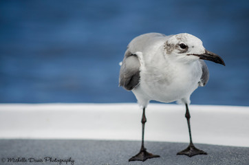 Seagull Visitor