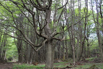 Tree  opening  its  branches  in  the  forest