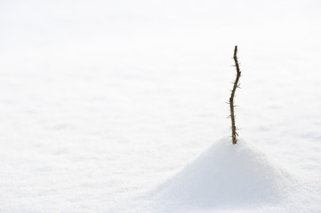 Spiky young rose twig buried in snow.