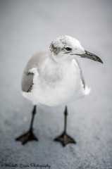 Seagull 