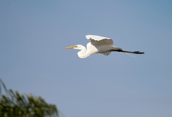 Fototapeta na wymiar Great Egret (Ardea alba) in flight, Ajijic, Jalisco, Mexico