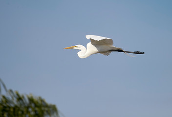 Great Egret (Ardea alba) in flight,  Ajijic, Jalisco, Mexico