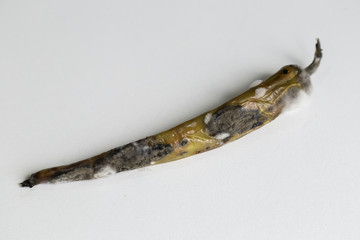 moldy green pepper isolated on the white background.