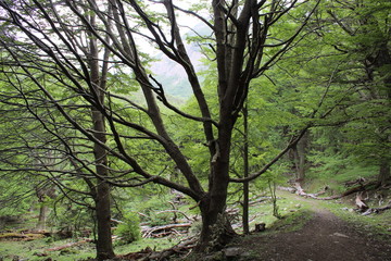 Tree  opening  its  branches  in  the forest
