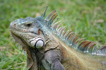 Iguane de Martinique