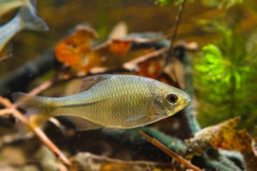 Rhodeus amarus, European bitterling, ornamental male freshwater fish in biotope aquarium, closeup...