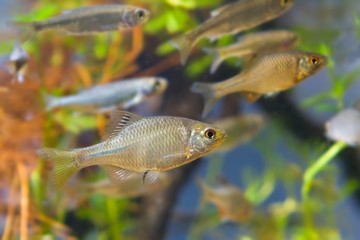shoal of Rhodeus amarus, European bitterling and Leucaspius delineatus ornamental freshwater fishes...