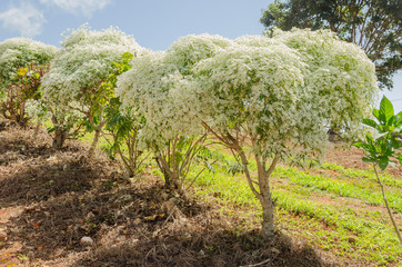 Fototapeta na wymiar Blooming Annual Euphorrbia Trees