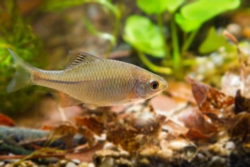 Rhodeus amarus, European bitterling, young male ornamental freshwater fish in biotope aquarium,...