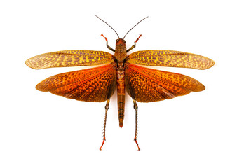 Macrophotograph of a large grasshopper on white background - obrazy, fototapety, plakaty