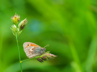 Small heath butterfly (Coenonympha pamphilus) perched on grass