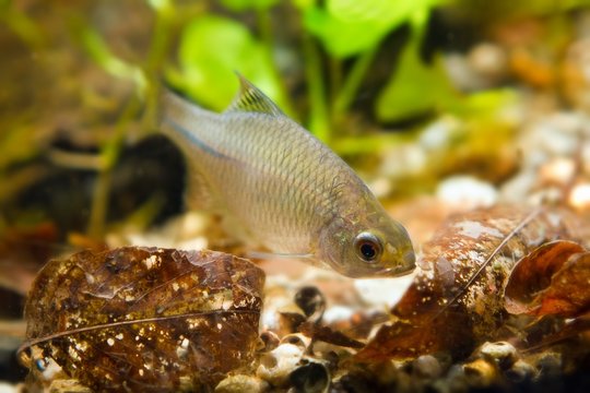 Rhodeus amarus, European bitterling, young male freshwater fish search for food in leaf litter in biotope aquarium, nature photo