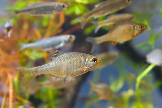 shoal of Rhodeus amarus, European bitterling and Leucaspius delineatus ornamental freshwater fishes in biotope aquarium, nature photo