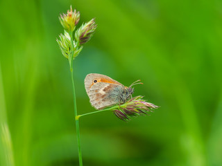 Obraz premium Small heath butterfly (Coenonympha pamphilus) perched on grass
