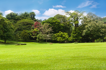 Fototapeta premium Botanical Garden of Peradeniya, Kandy,